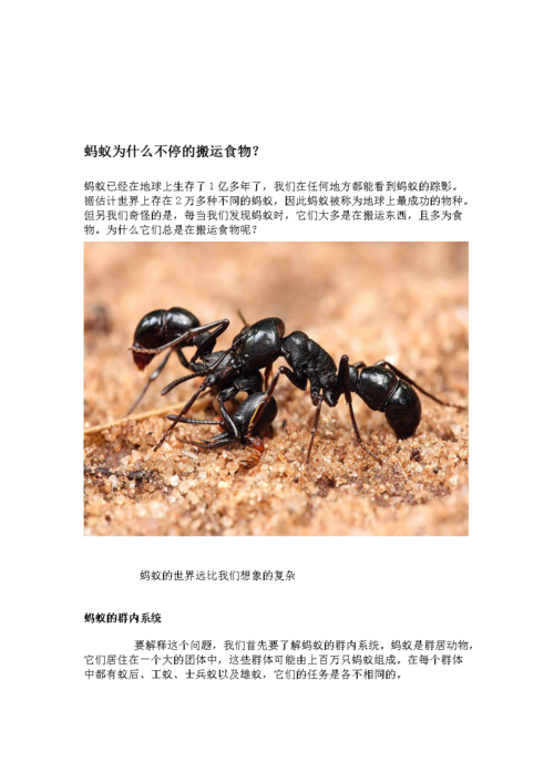 蚂蚁是怎么搬运食物的